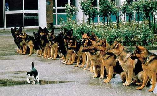 Funny picture of the day